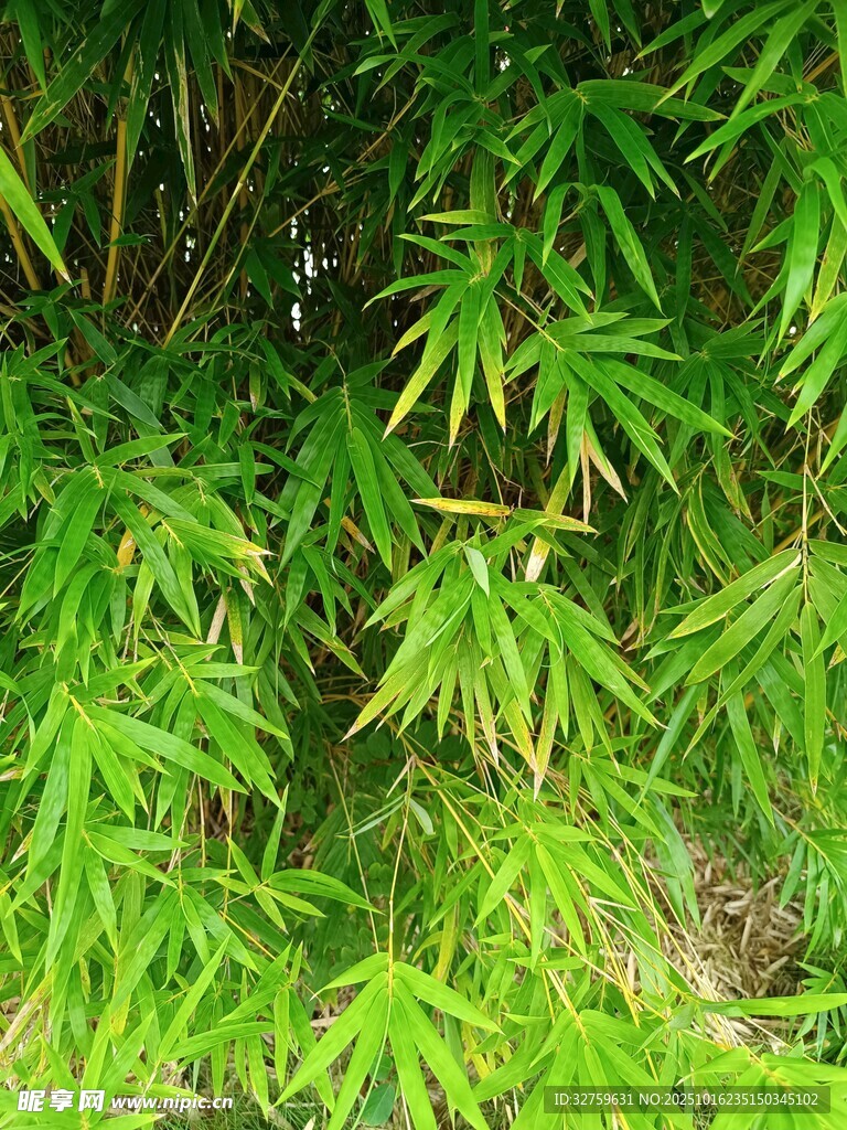 翠绿竹叶特写