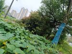 城市中绿意盎然的荷塘景色