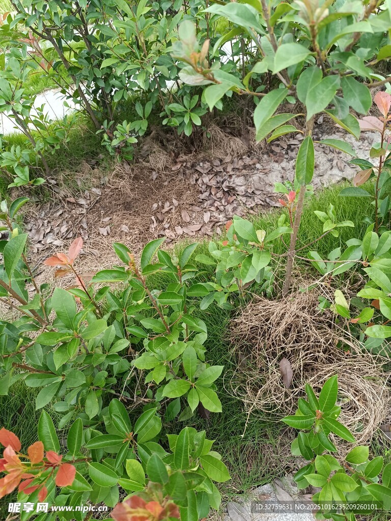 花园绿植景观