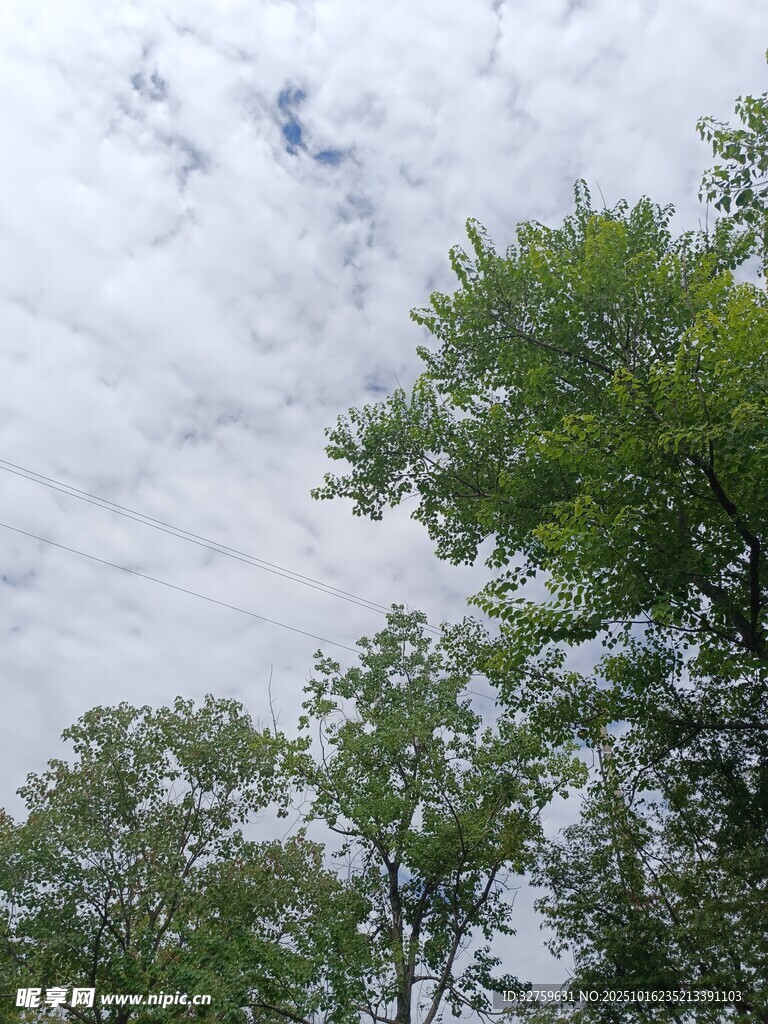 绿树之上的多云天空