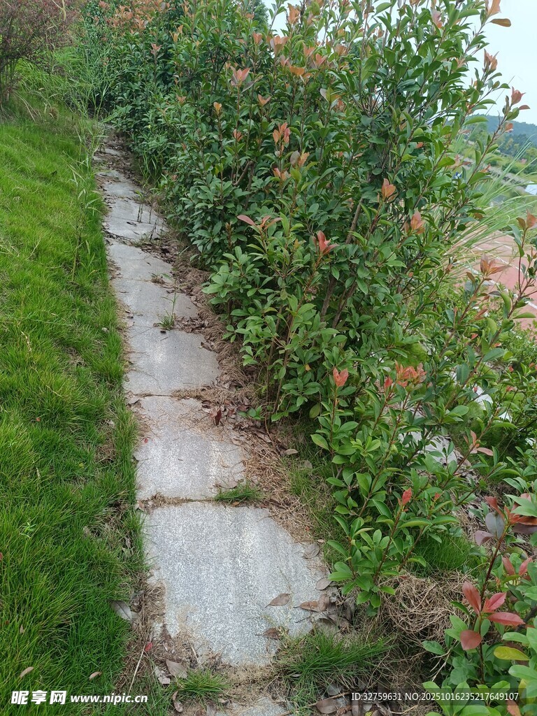 石板小径旁的绿植景观