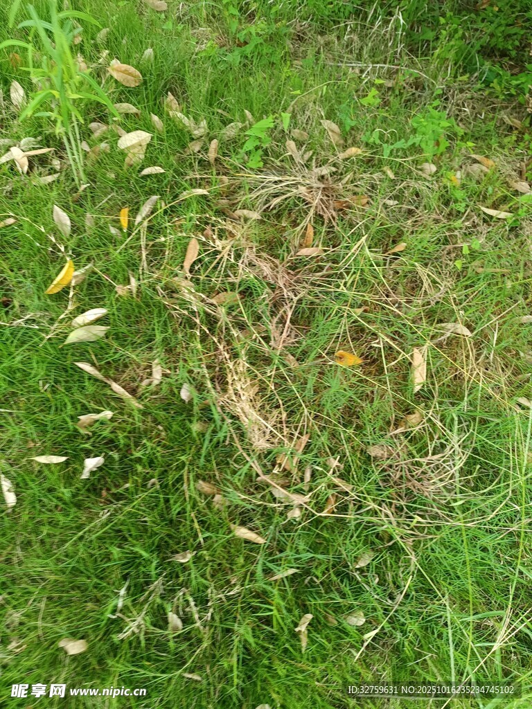 草地上的枯叶与杂草