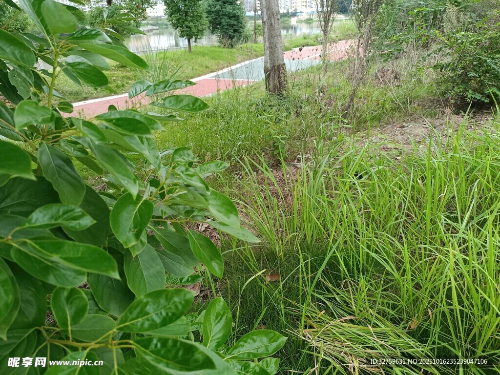 户外草地绿植自然景象