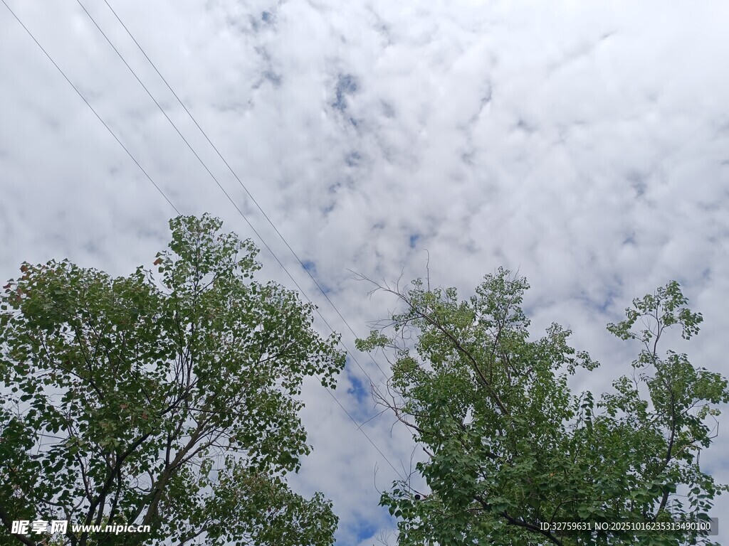 树梢之上的天空与云彩
