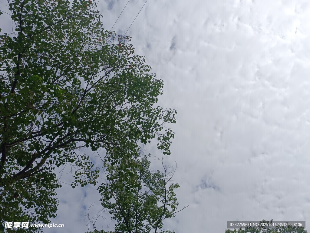 枝叶间的天空景象