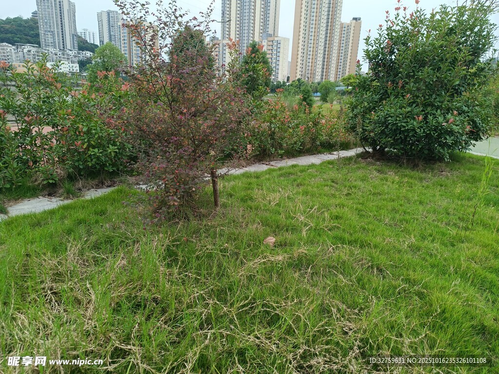 城市绿地中的绿植景观