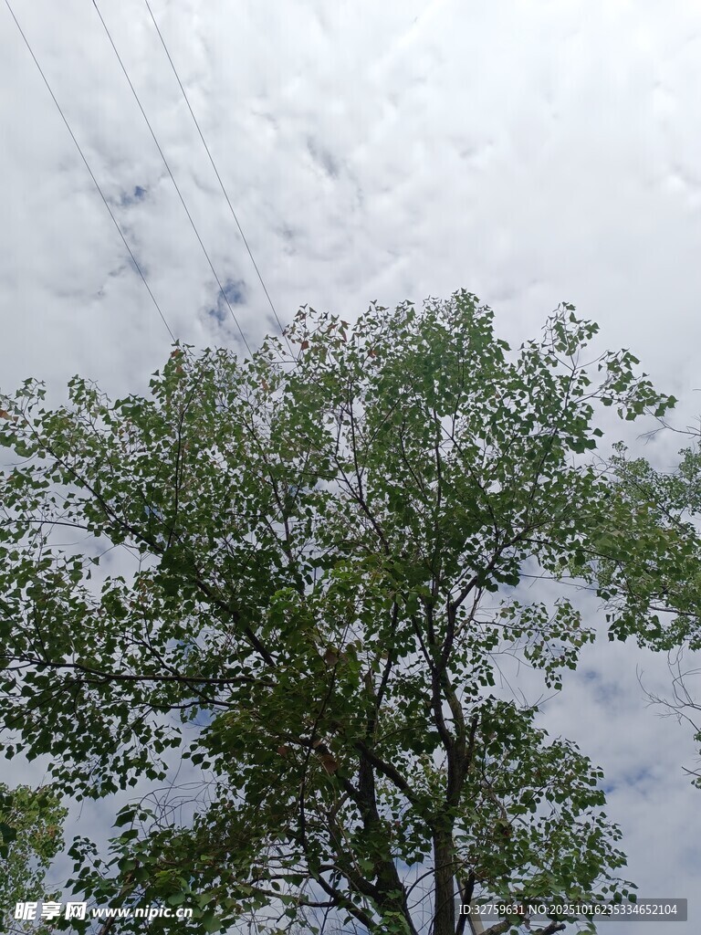 天空下的葱郁绿树