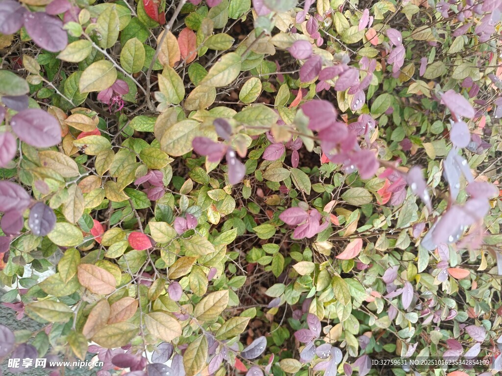 多彩繁茂的植物墙景观