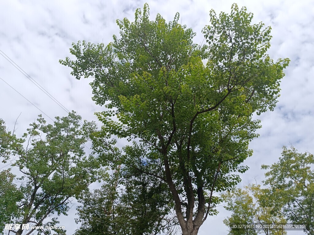 挺拔绿树映蓝天