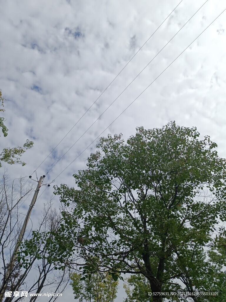 天空下的葱郁树木