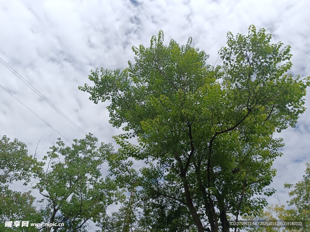 绿树映白云的清新景致