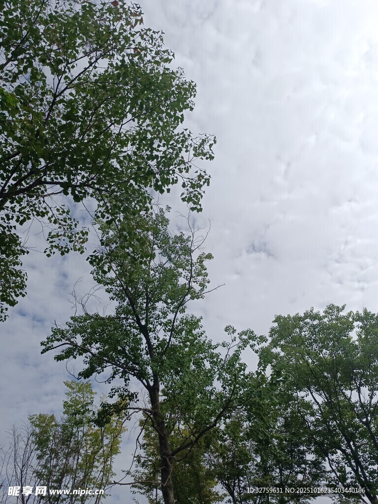 仰视绿树与天空景致