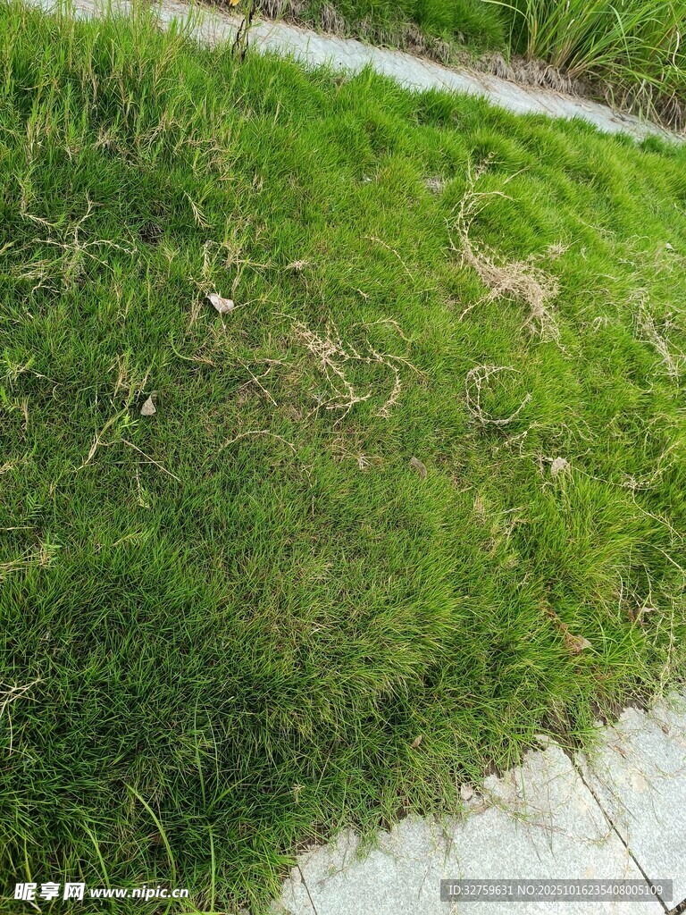 路边翠绿草地景象