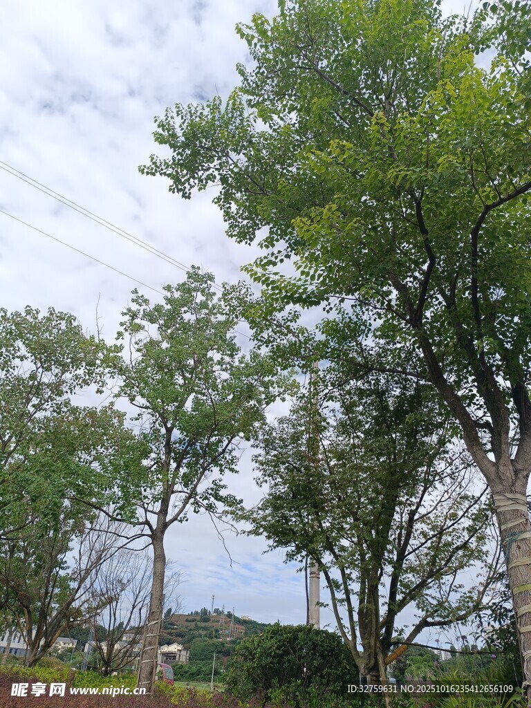 绿树成荫的户外风景