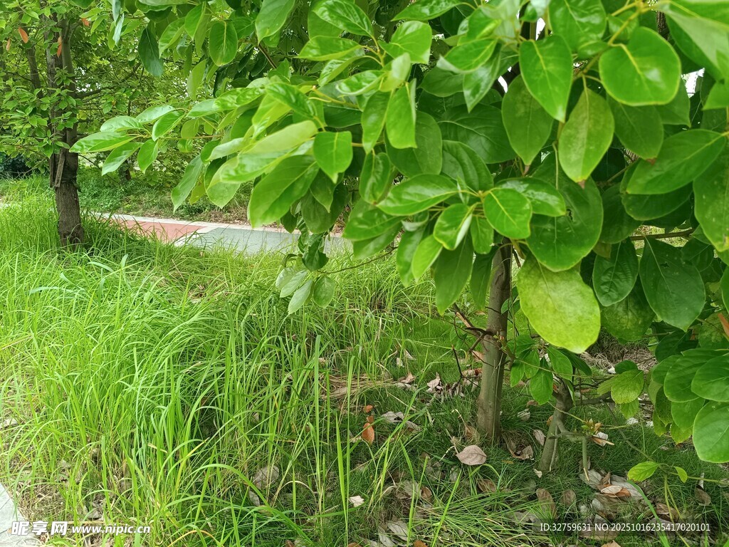 绿叶繁茂的小树与草地