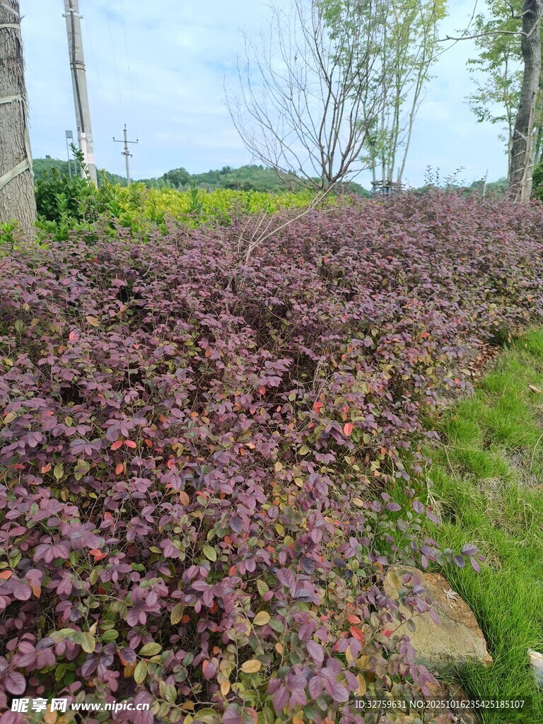 紫色植物装点的田野风光