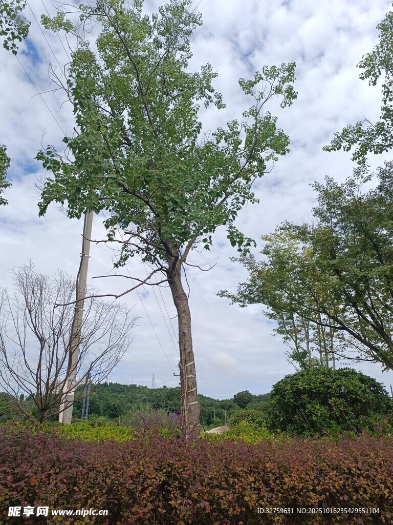 户外绿树景观