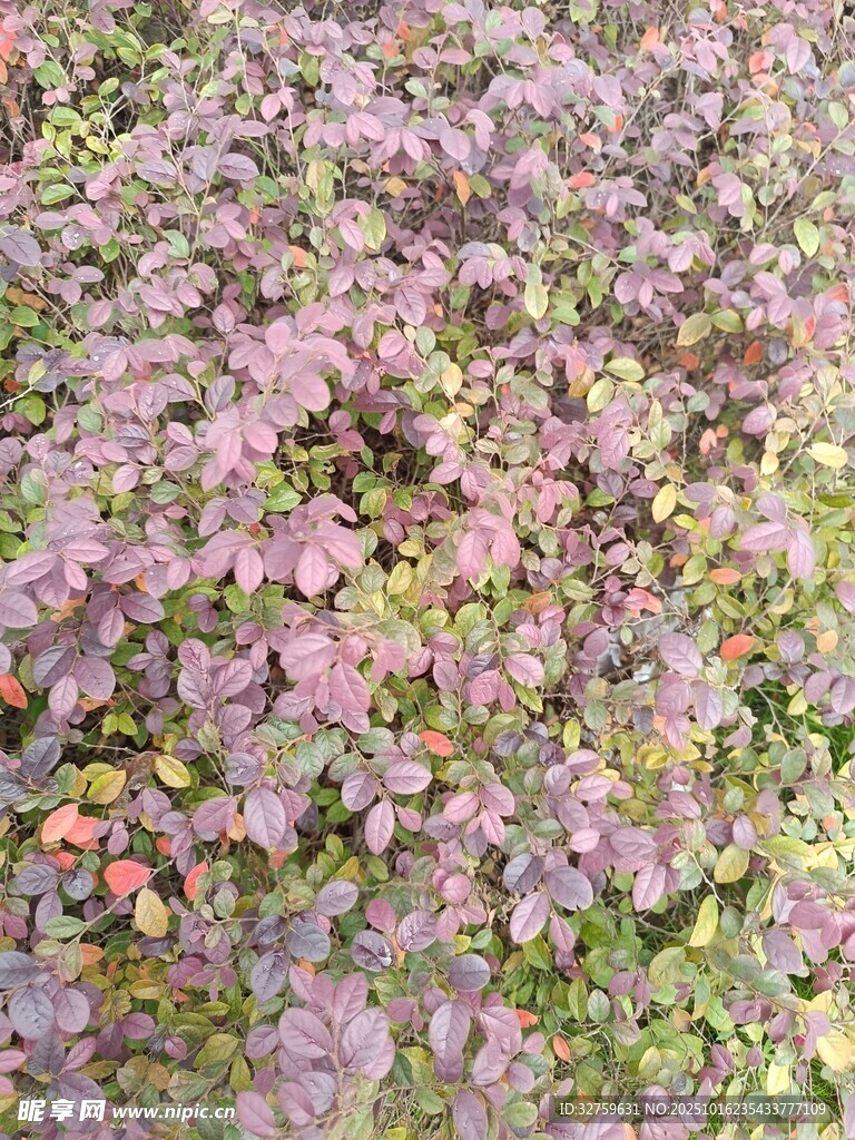 紫色斑斓的植物叶片景观