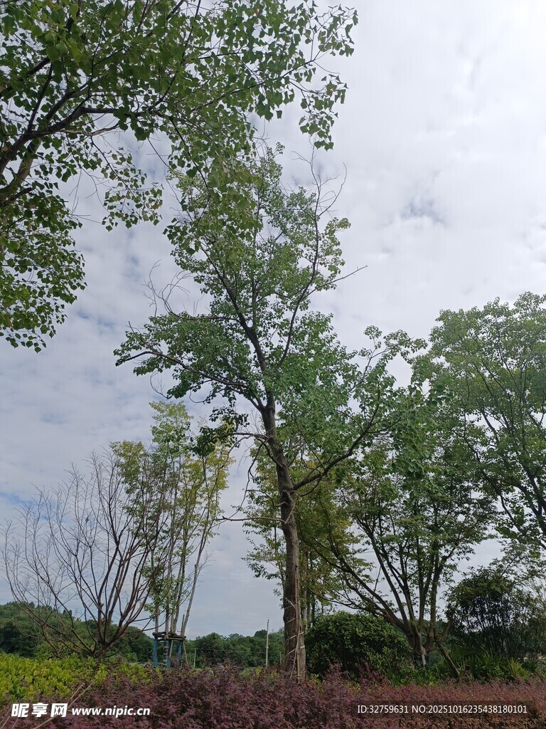 户外绿树成荫的自然景致