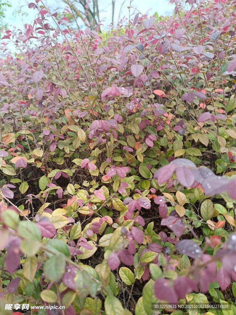 多彩叶片植物景观
