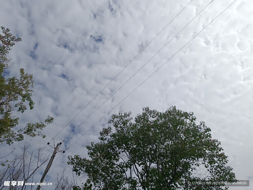 树梢上的天空与云朵
