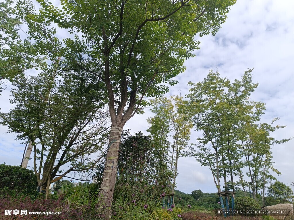 户外绿树成荫的自然景致