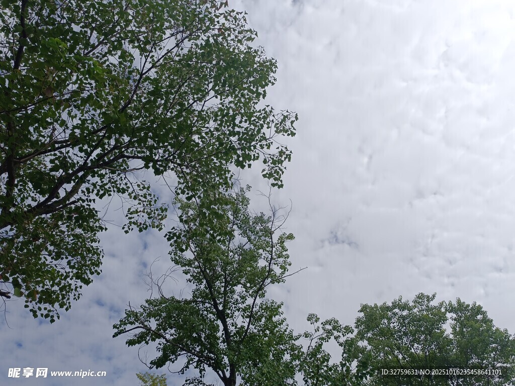 树梢间的天空