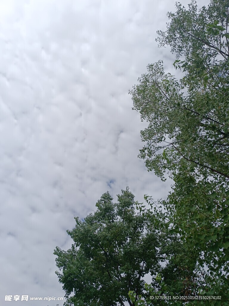天空下的绿树与云层