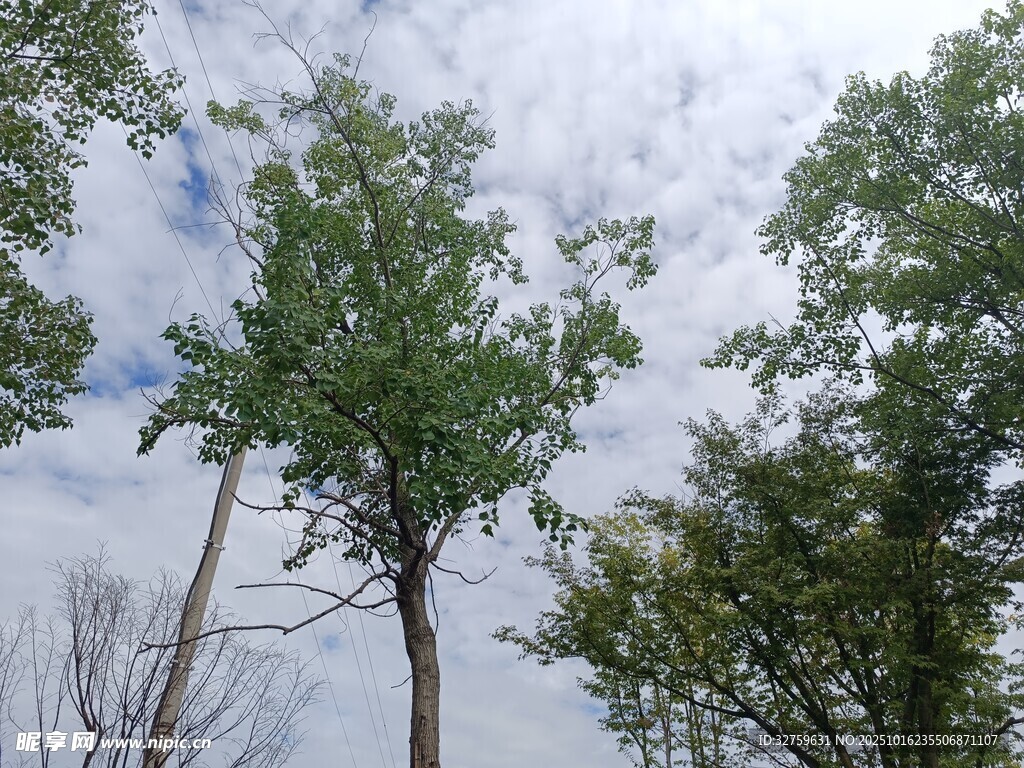 蓝天白云下的葱郁树木