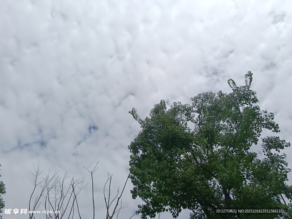 绿树映衬下的多云天空