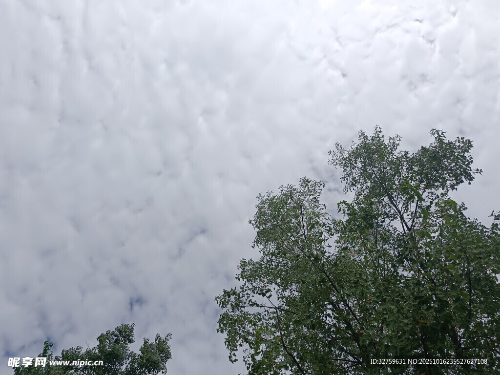 天空下的绿树与云层