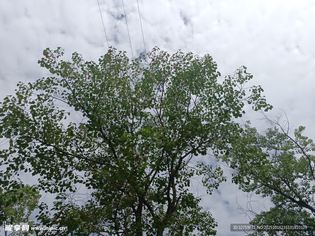 仰视视角下的繁茂绿树