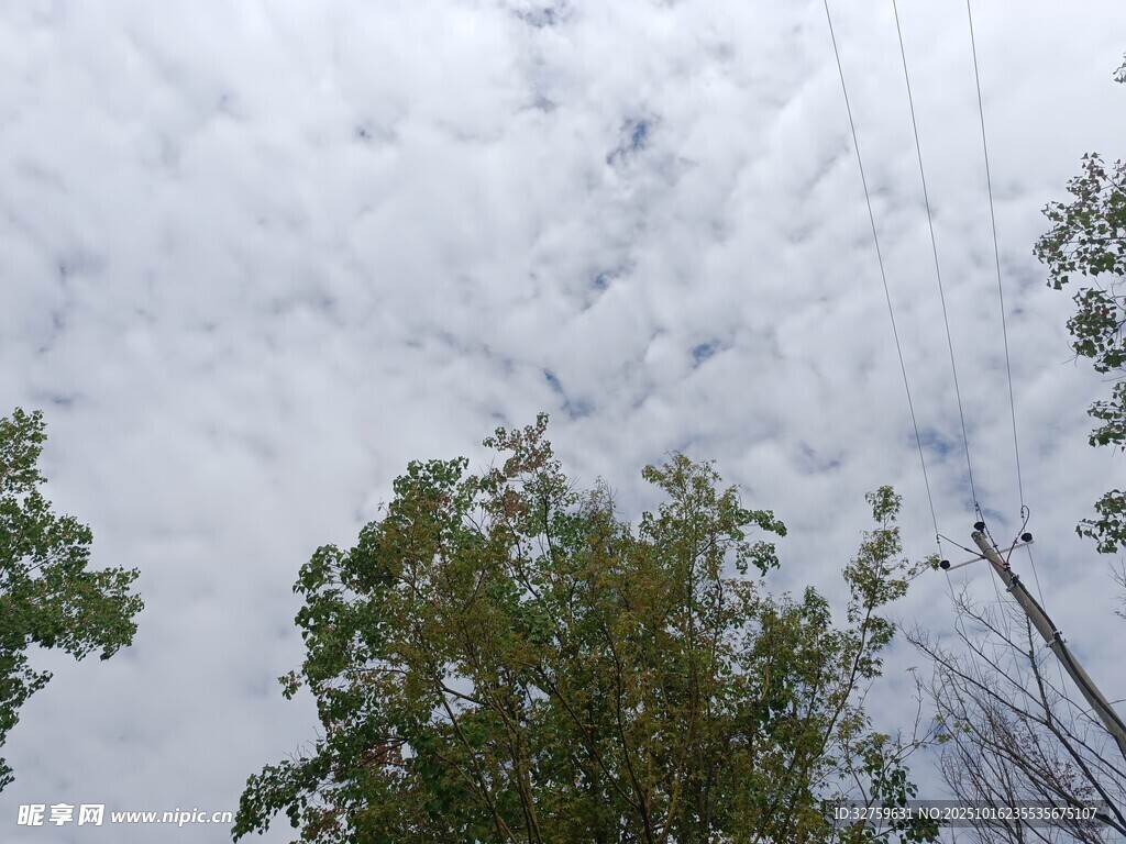 阴天树林景象