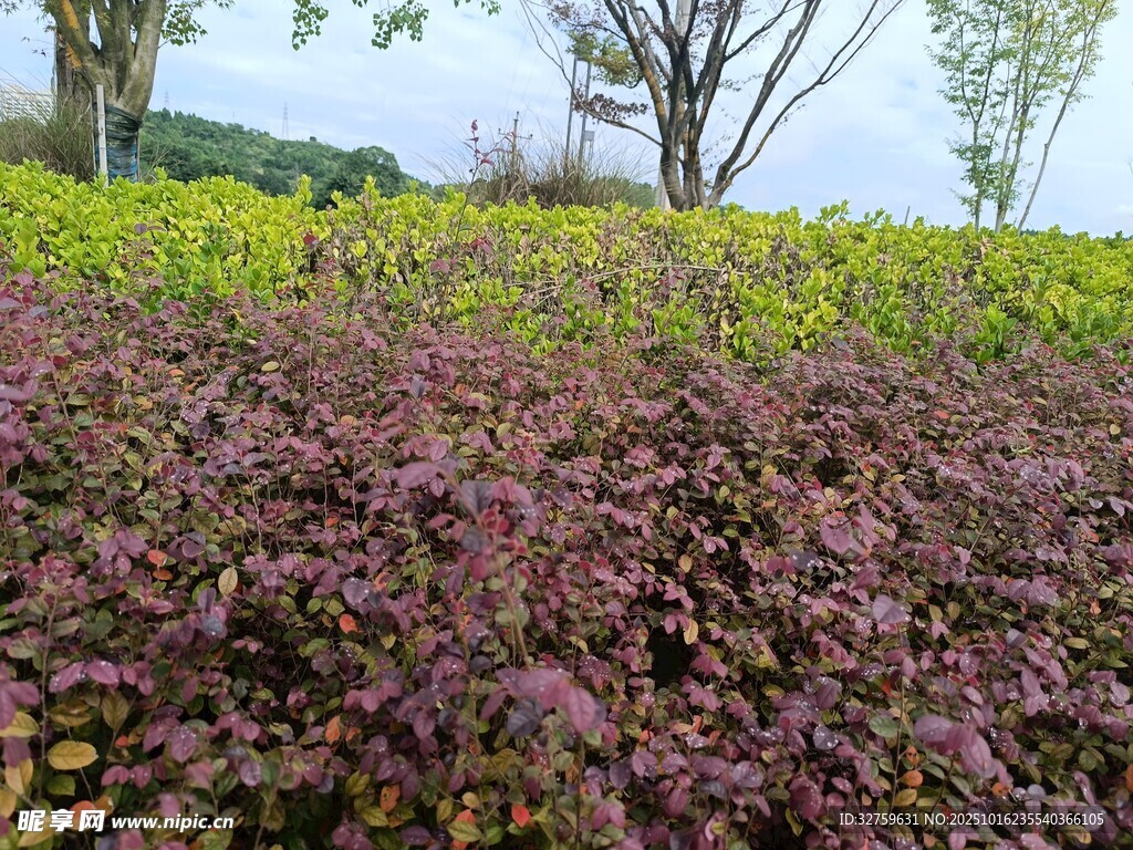多彩植物景观