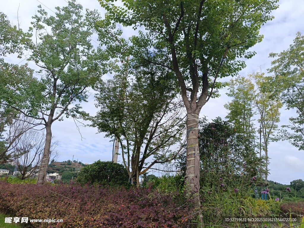 田野中的绿树景观