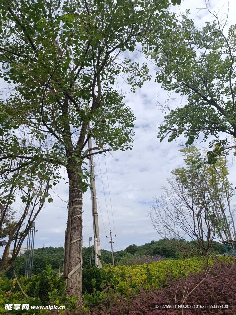 野外挺拔树木与多彩植被