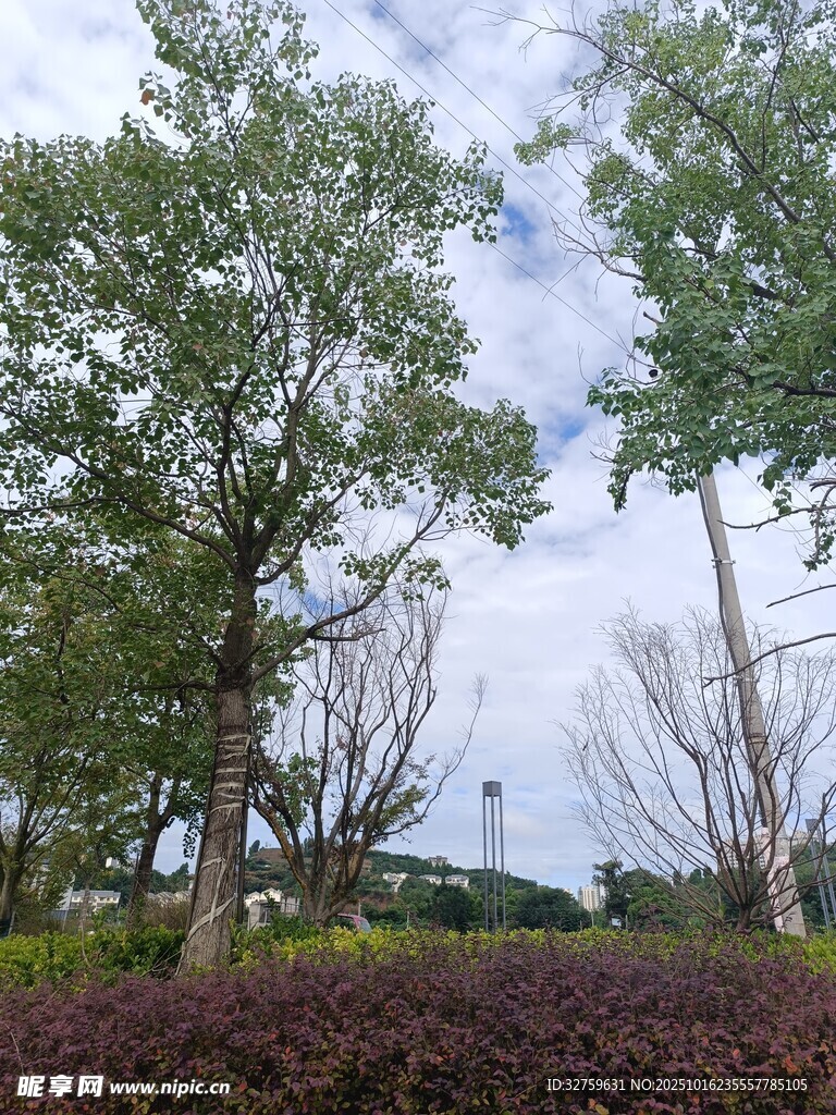 户外绿树景观