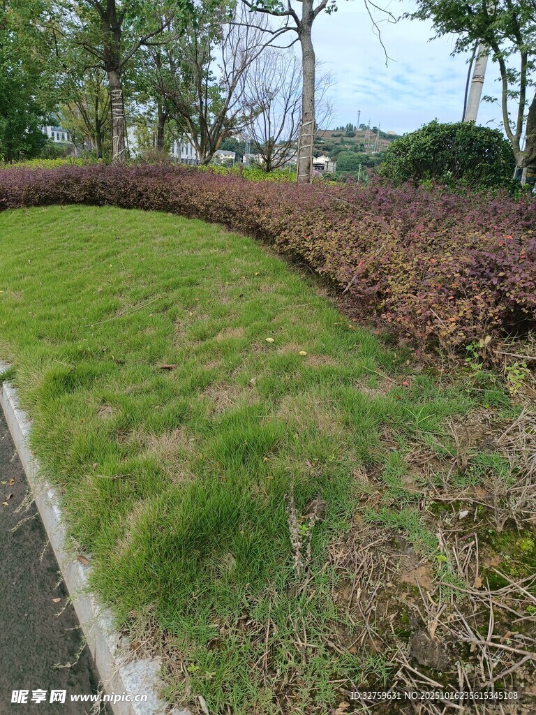 路边绿意盎然的草坪景观
