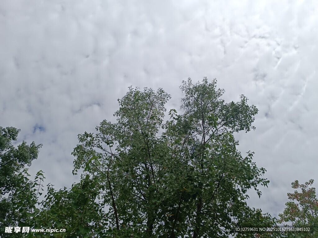 树梢之上的多云天空