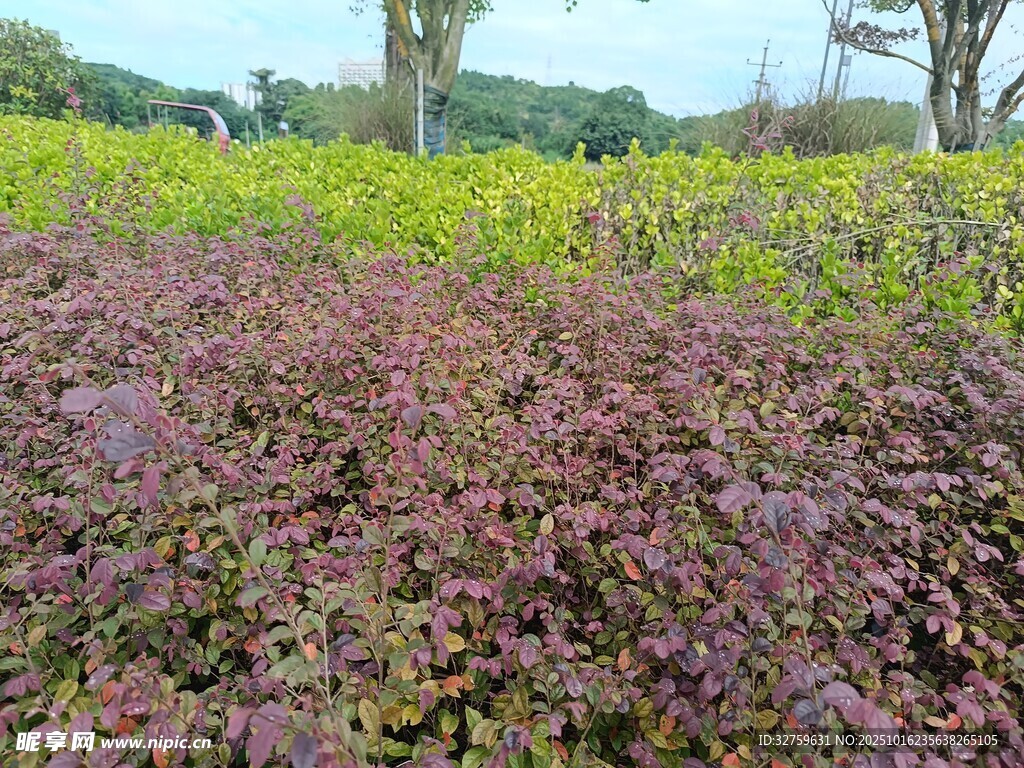 多彩植物景观