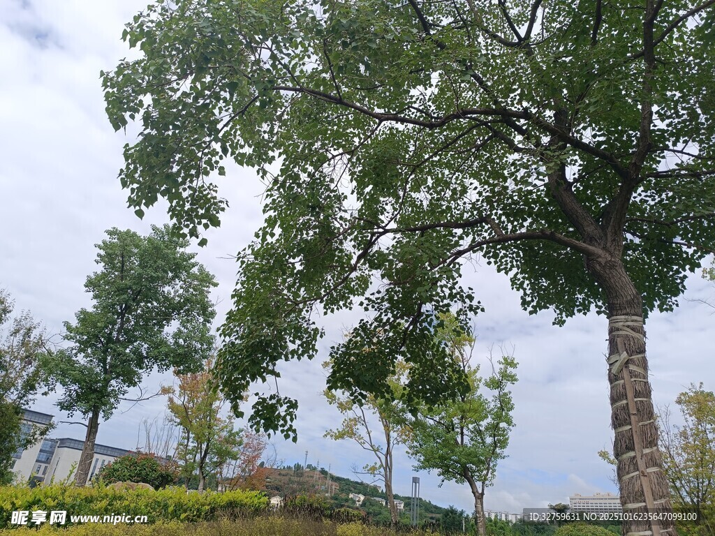 高大繁茂的户外树木景观