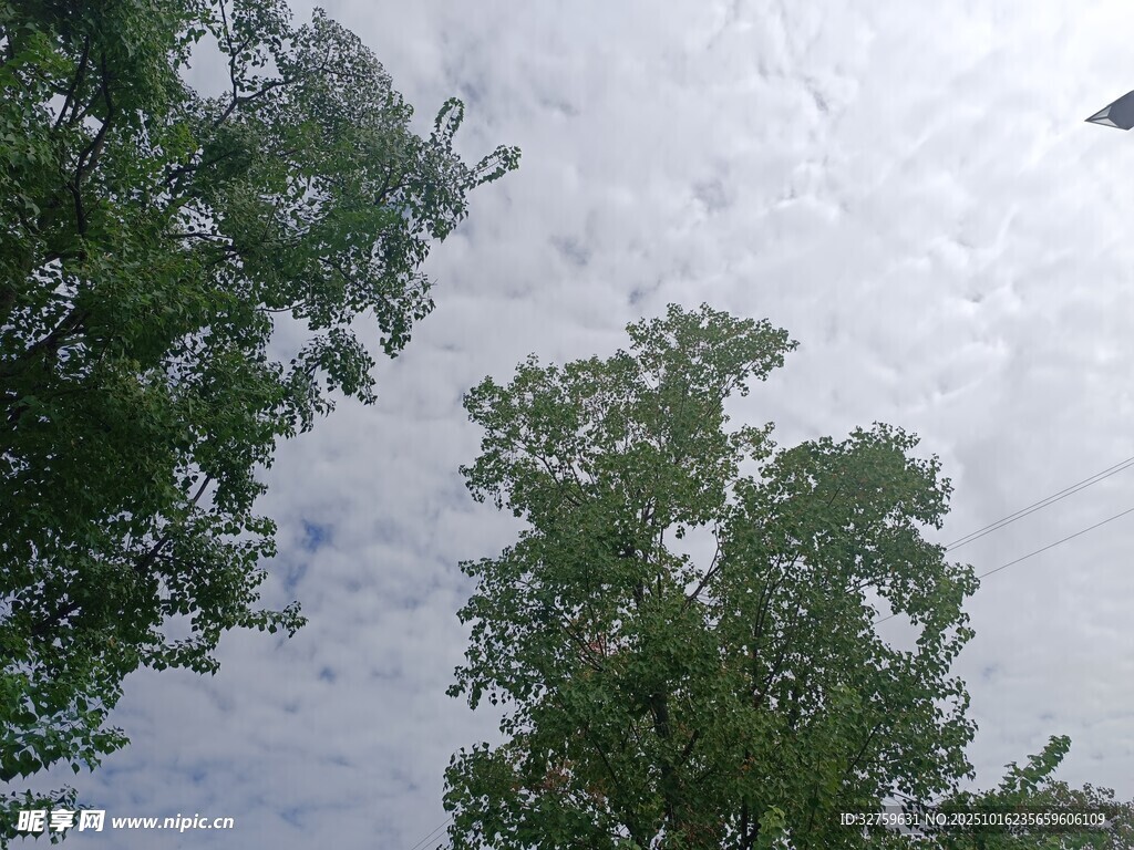 仰视绿树与天空景色