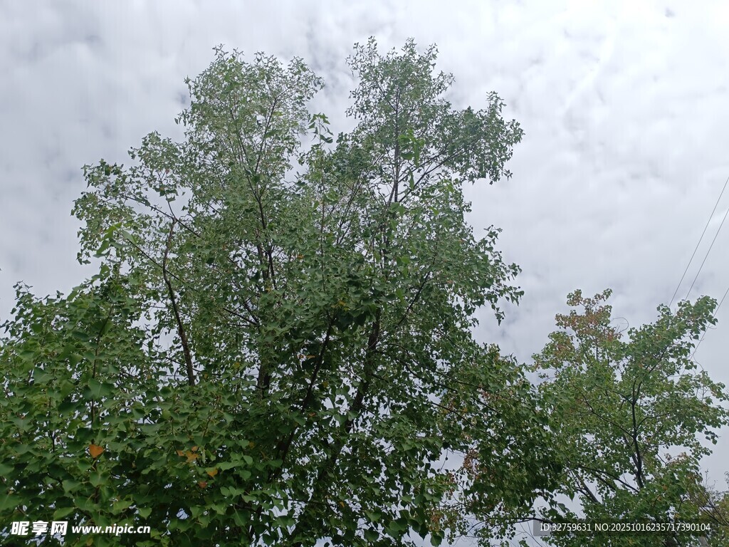 天空下的葱郁树木