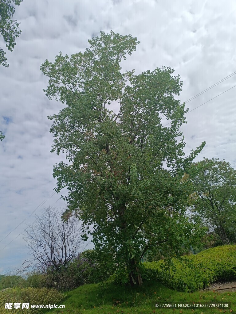 田野中的茂盛绿树