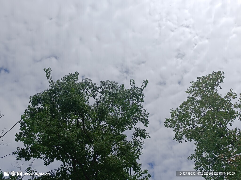 仰视绿树与天空