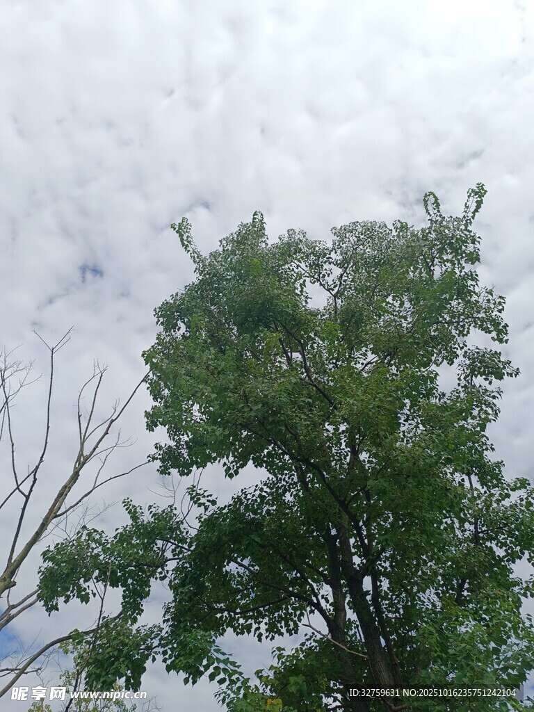 绿树映衬下的多云天空
