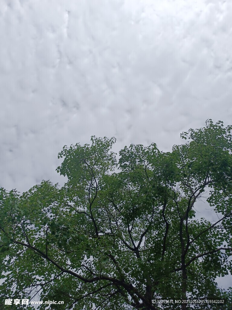 树梢上的多云天空