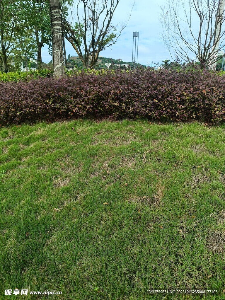 绿意盎然的户外草坪景观