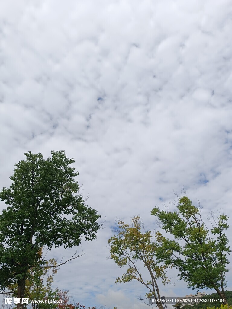 天空下的绿树与云朵