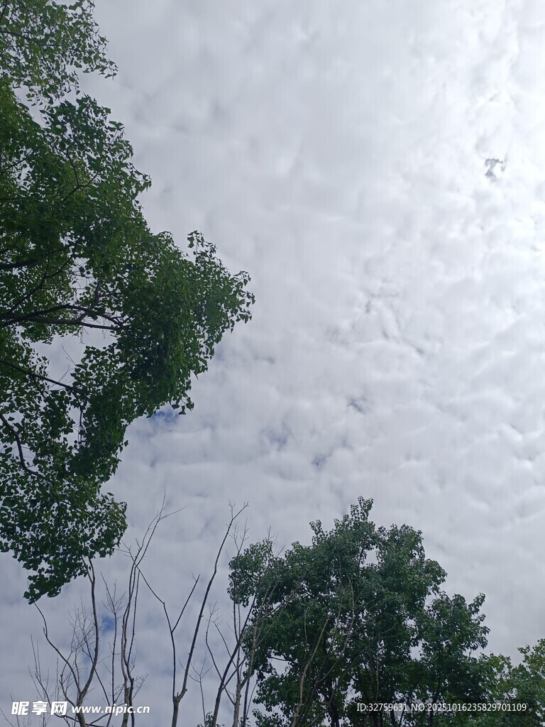 仰视绿树间的天空景象
